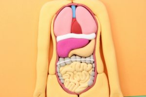 【Basic Vocabulary】Organ