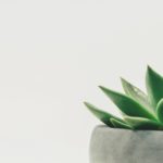 【Japanese Vocabulary】Plants:植物(しょくぶつ)