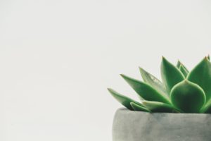 【Japanese Vocabulary】Plants:植物(しょくぶつ)