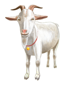 【Japanese Onomatopoeia】MEE / メェー